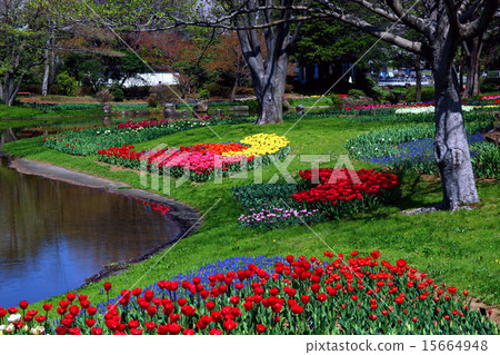 Showa Memorial Park tulips Showa Memorial Park tulips 15664948