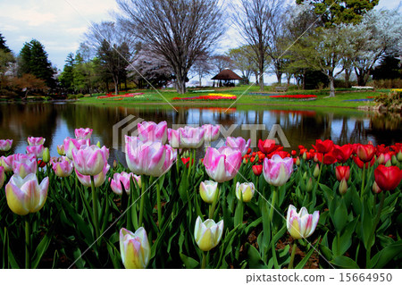 Showa Memorial Park tulips Showa Memorial Park tulips 15664950