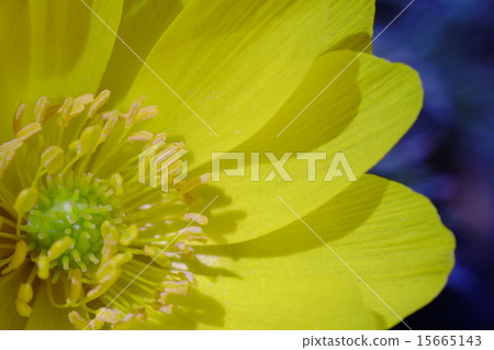 Fukuge's flower 15665143