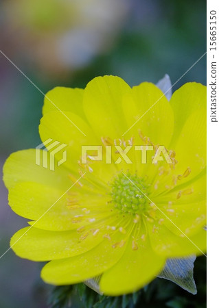 Fukuge's flower Fukuge's flower 15665150