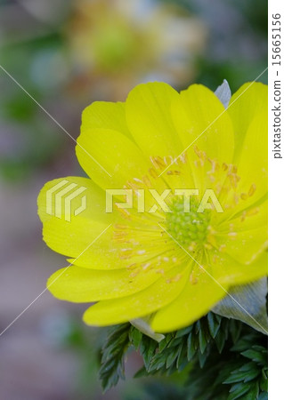 福庫格的花 福庫格的花 15665156