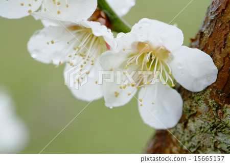 梅花 梅花 15665157