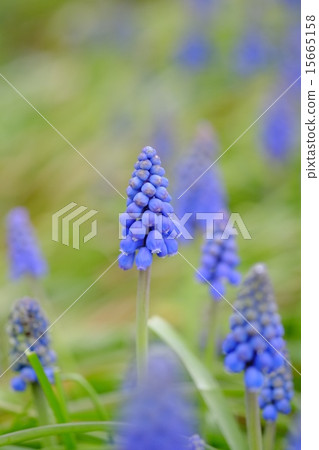穆斯卡里花 穆斯卡里花 15665158