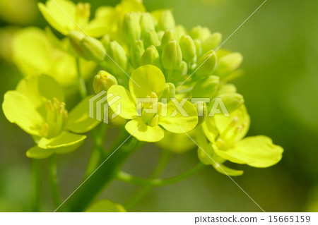 強姦開花 強姦開花 15665159