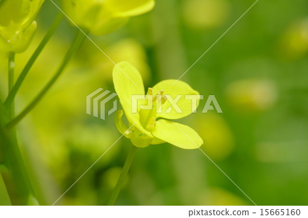 強姦開花 強姦開花 15665160