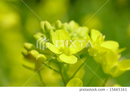 強姦開花 強姦開花 15665161