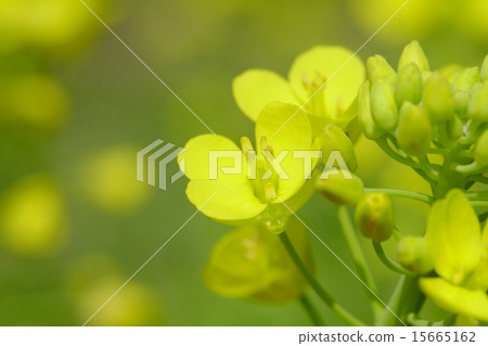 強姦開花 15665162
