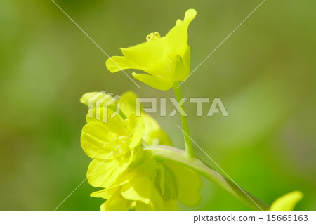 強姦開花 強姦開花 15665163