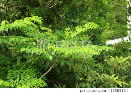 鱈魚樹 15665184