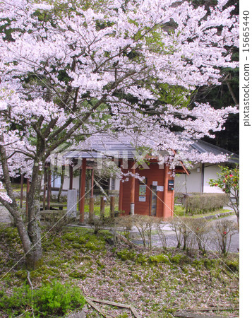 Cherry blossoms of Japan's famous water 100 selection "Umo no Ise (Inoue)" 15665440