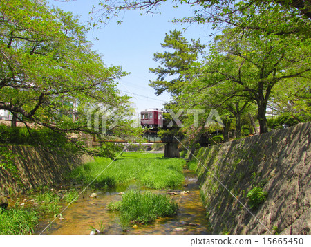 流川的新鮮綠色 15665450