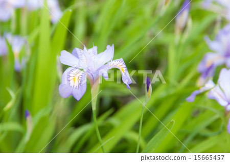 Flower stain 15665457