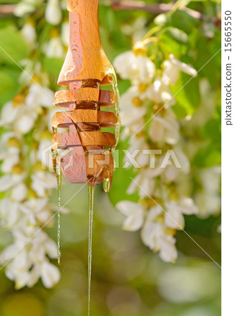 robinia honey with acacia blossoms 15665550