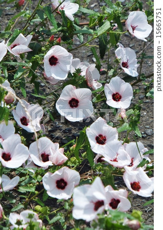 Takasago Fuyo series 15665751