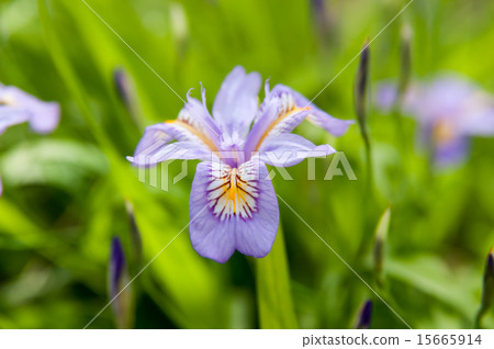 花漬 15665914