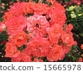 玫瑰 15665978