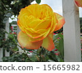 玫瑰 15665982