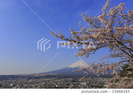 富士和櫻花和俯瞰城市景觀 富士和櫻花和俯瞰城市景觀 15666165