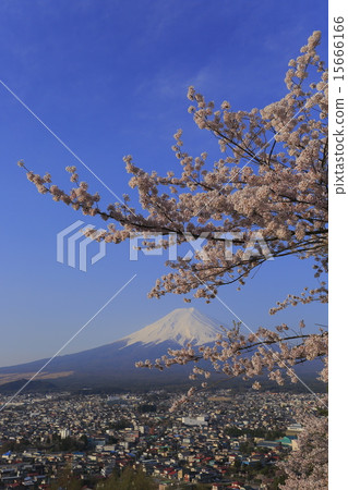 Fuji and cherry blossoms and overlooking cityscape 15666166