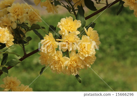 Yellow rose Yellow rose 15666296