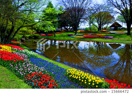 Showa Memorial Park tulips Showa Memorial Park tulips 15666472