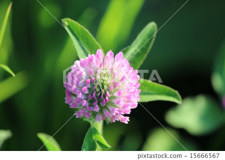 紫色三葉草花 紫色三葉草花 15666567