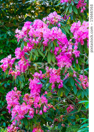 杜鵑 杜鵑 15666568