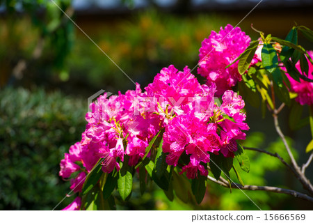 杜鵑 杜鵑 15666569