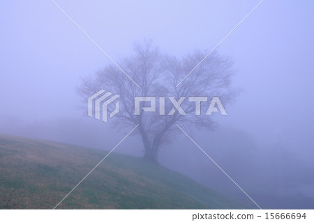 櫻花在霧中 15666694