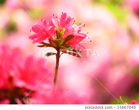 Azalea 15667048