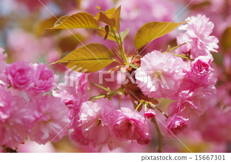 Sakura Seki 15667301
