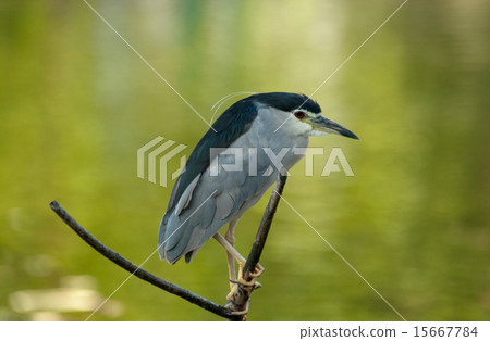 Great blue heron 15667784