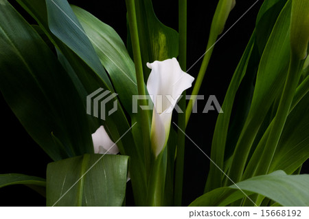 White Netherlands Callus White Netherlands Callus 15668192