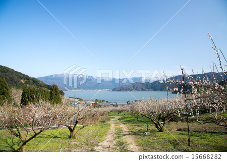 Wakasa Ume Highway 4 Wakasa Ume Highway 4 15668282