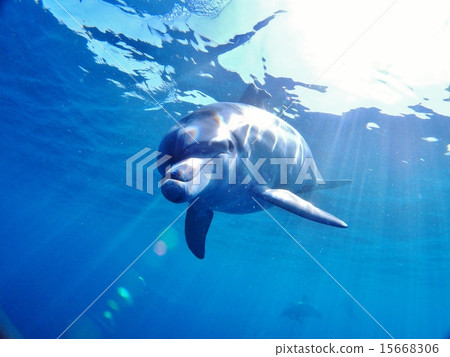 Dolphin 15668306