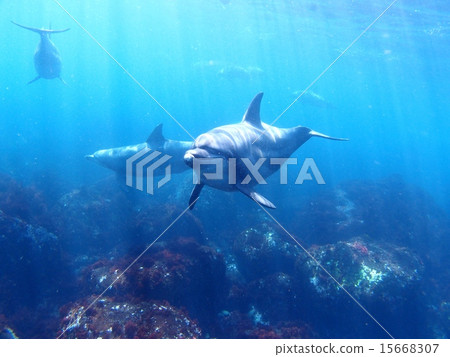 Dolphin of Mikurajima 15668307