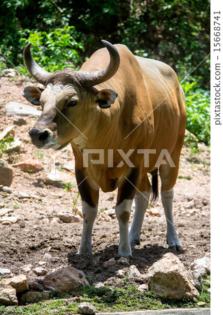 Banteng or Red Bull 15668741