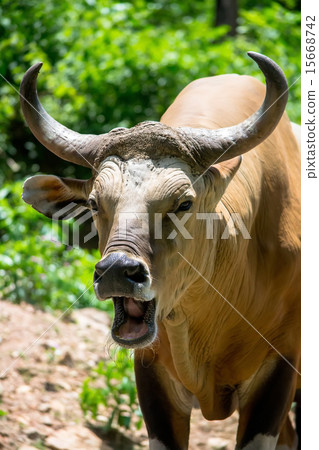Banteng or Red Bull 15668742
