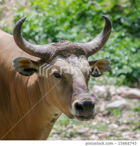 Banteng or Red Bull Banteng or Red Bull 15668743