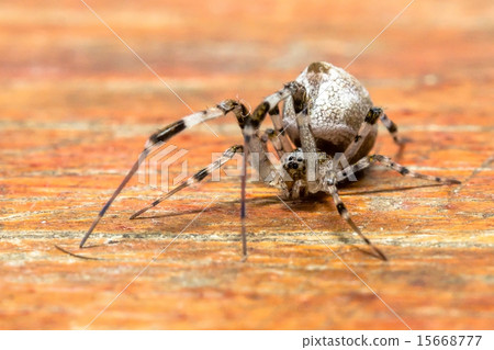 Spider Spider 15668777