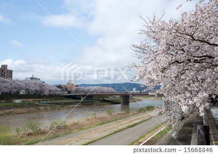 Fukui City Cherry Blossom Festival 15668846