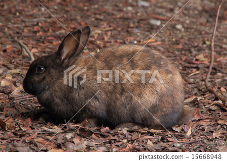 Okunojima上的野兔 15668948