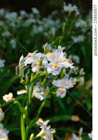 Kiyosumi花園：Shaga殖民地研究鳶尾科 15668977