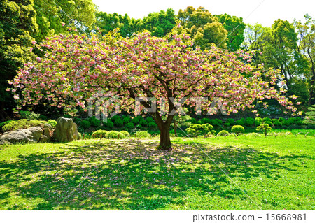 Kiyosumi Garden: Yaezakura 15668981