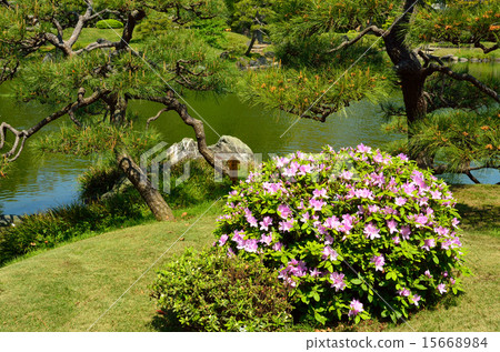 清澄花園：杜鵑花和大泉水 15668984