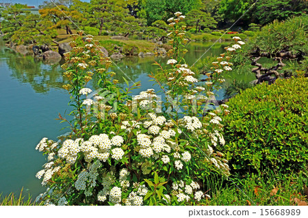 照片素材(图片 清澄花园 迷迭香 归化植物