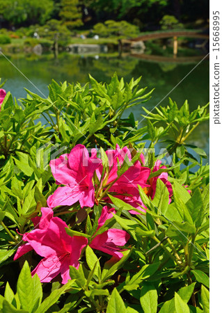 Kiyosumi garden: Azalea and Oizumi water 15668995
