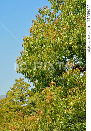 清澄花園：藍天和樟樹 15669003