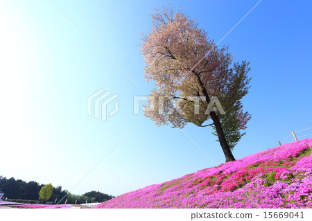 Misato Shiba櫻花公園 Misato Shiba櫻花公園 15669041