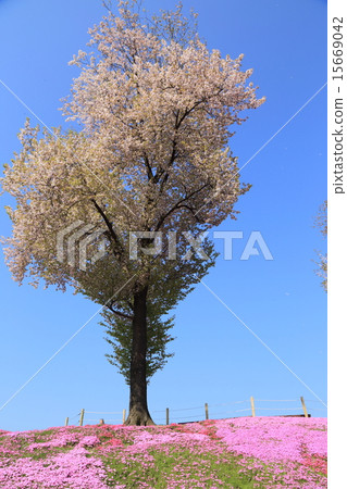 Misato Shiba櫻花公園 Misato Shiba櫻花公園 15669042
